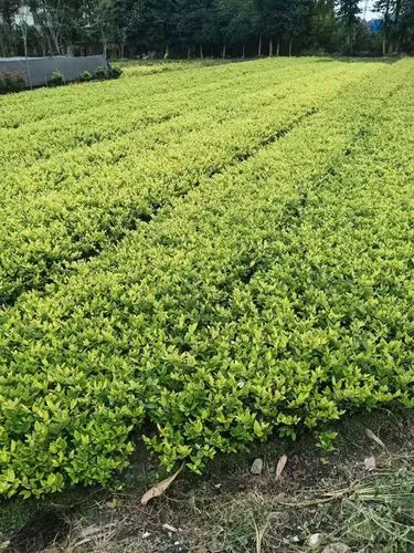 JN江南总部，一个人打的网球和网球拍